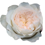 Aurora Gardens Rose de jardin d'Equateur Ethiflora